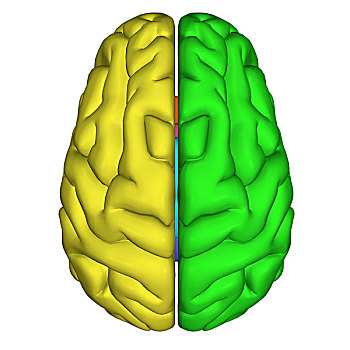 大脑,局部,中枢神经系统,人,头部