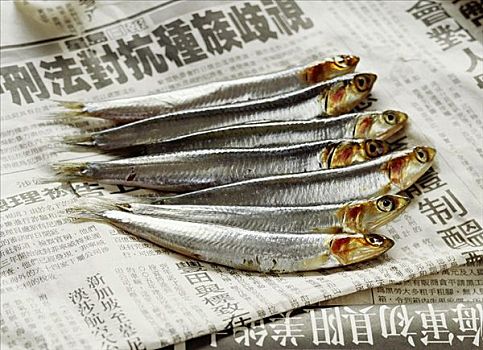 沙丁鱼,中国,报纸
