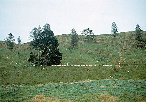 线条,绵羊,室外,小路,侧面,山谷,西部,罗托鲁瓦