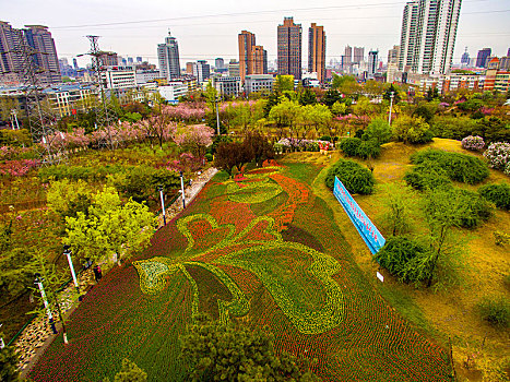 郁金香,花朵,花卉,种植,造型,图案,美丽,漂亮,吸引,艳丽,秦皇岛,公园,环岛,新世纪