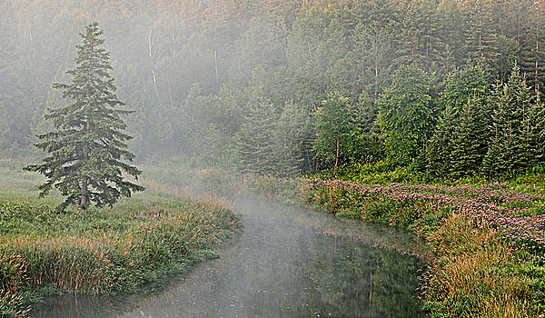 连通,溪流,晨雾,萨德伯里,安大略省,加拿大