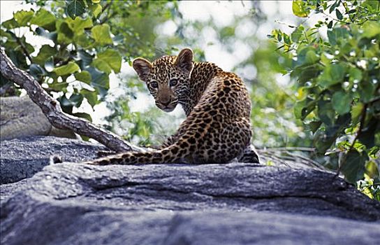 南非,禁猎区,豹,幼兽