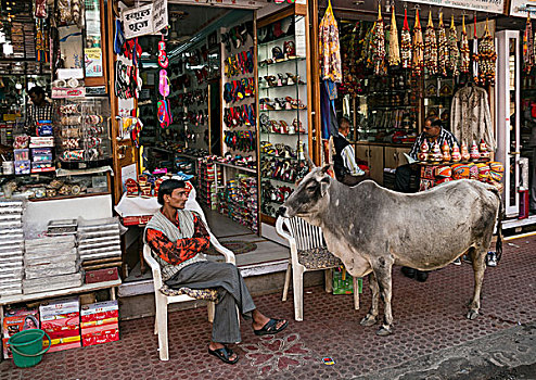 神圣,母牛,正面,纪念品店,乌代浦尔,拉贾斯坦邦,印度,亚洲