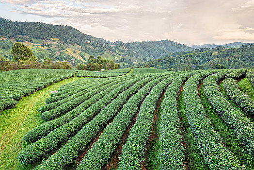 风景,绿茶种植园
