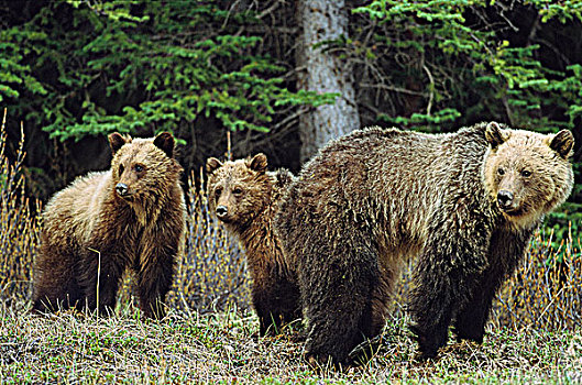 棕熊,家庭,加拿大,落矶山,不列颠哥伦比亚省
