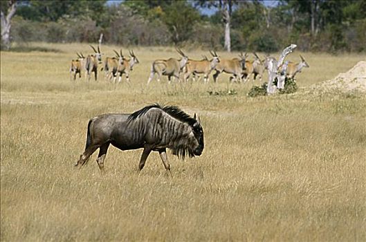 角马,万基国家公园,津巴布韦