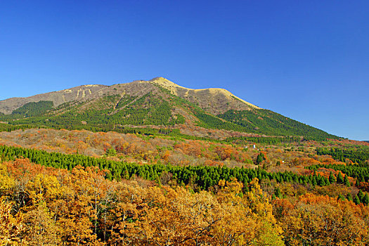 树林,河,河流