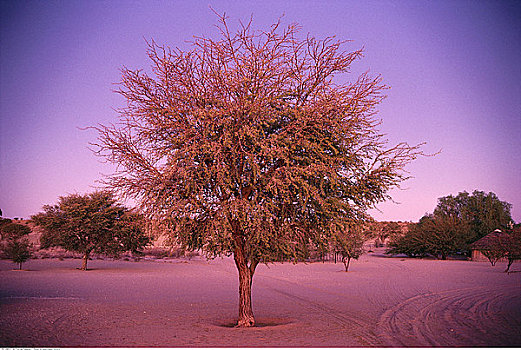 树,卡拉哈里沙漠,南非