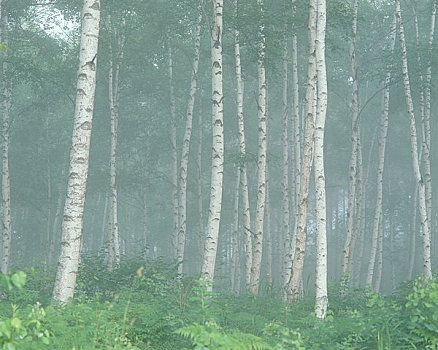 桦树,树林,雾
