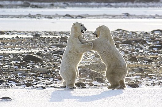 北极熊,争斗