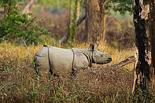 幼兽,犀牛,卡齐兰加国家公园,印度