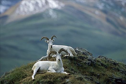 野大白羊,白大角羊,一对,德纳里峰国家公园,阿拉斯加