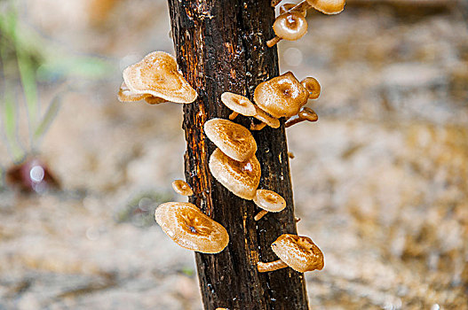 生长在树干上的蘑菇