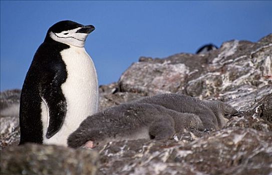 南极,南,设得兰群岛,岛屿,帽带企鹅,南极企鹅