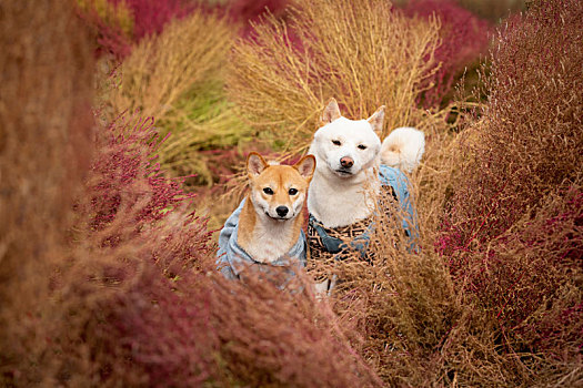 柴犬内外景拍摄