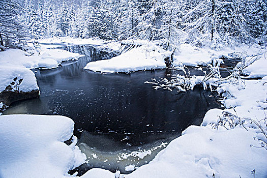 冬季风景,积雪,树,堤岸,河流,安大略省,加拿大