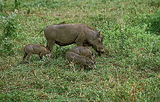 疣猪,埃塞俄比亚,小猪,马萨伊,公园,肯尼亚