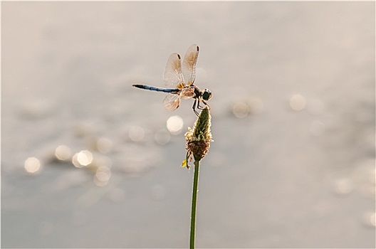 蜻蜓,草地,湖水,背景