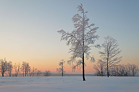 冬季风景,清晨,北莱茵威斯特伐利亚,德国,欧洲