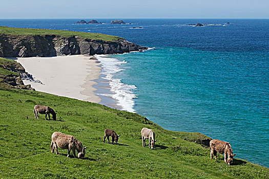 驴,岛屿,凯瑞郡,爱尔兰