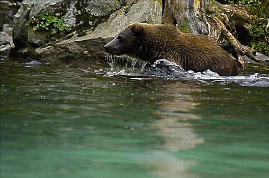 大灰熊,棕熊,水中