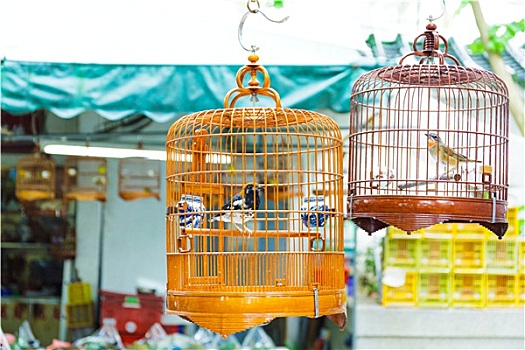 鸟笼,鸟,公园,香港