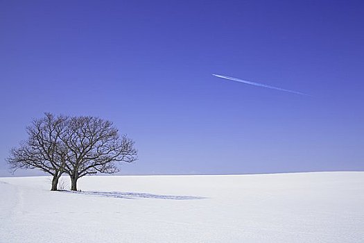 山,相似,树,飞机,冬天