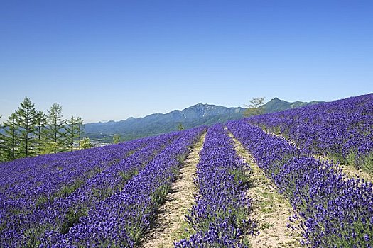 薰衣草,山