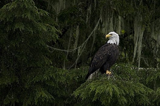 白头鹰,不列颠哥伦比亚省,加拿大