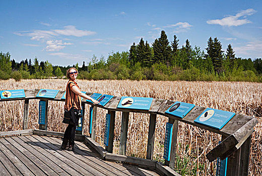 女人,木板路,读,铭牌,湿地,麋鹿,岛屿,国家公园,艾伯塔省,加拿大