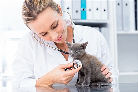 兽医,检查,小猫,听诊器