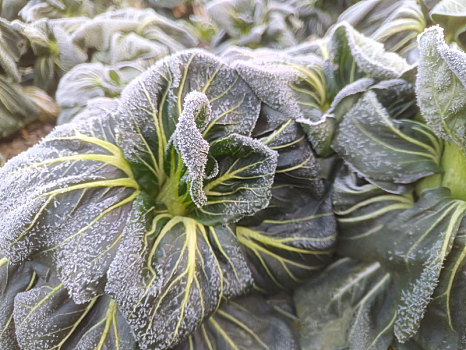 霜冻青菜,霜降