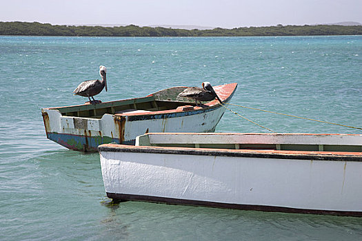 船,鹈鹕,湾,博奈尔岛,荷属列斯群岛