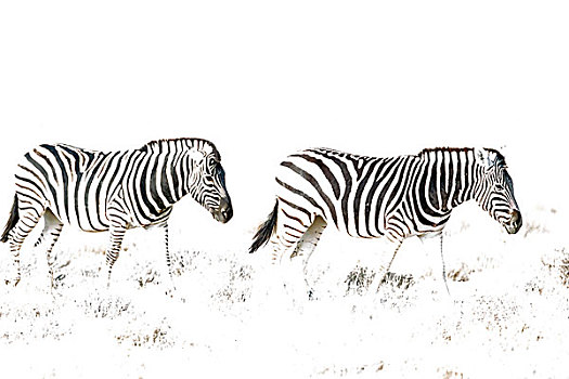 斑马,马,漫游,埃托沙国家公园,纳米比亚,非洲