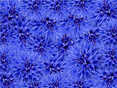 蓝色,春花,花,背景