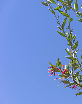 红色,银桦属,花,蓝天