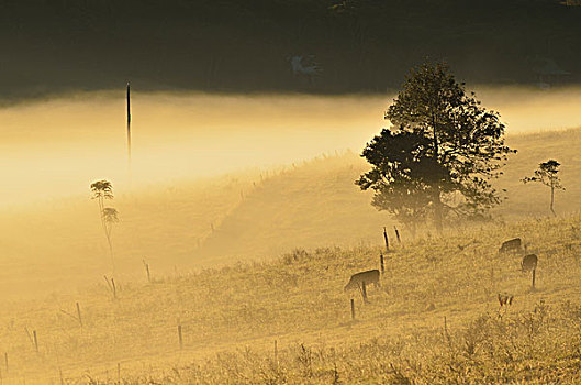 农田,雾状,早晨,高原,昆士兰,澳大利亚