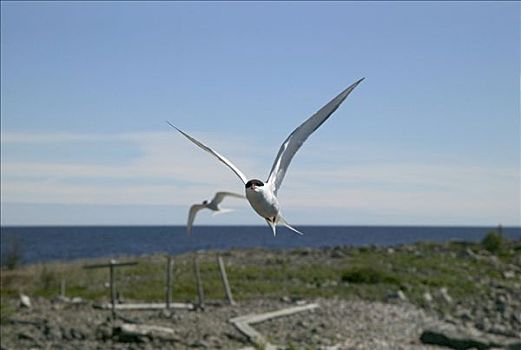 北极燕鸥,飞,瑞典