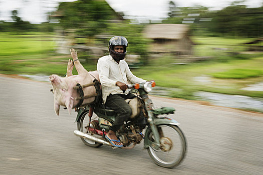 男人,运输,死,猪,摩托车,柬埔寨