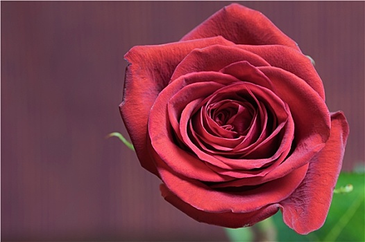花,红玫瑰