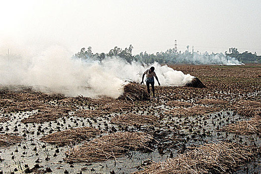 燃烧,干草,收获,作物,准备,陆地,圆,培育,市场,孟加拉