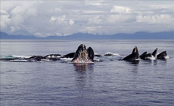 美国,阿拉斯加,弗雷德里克湾,驼背鲸,大翅鲸属,鲸鱼,技巧