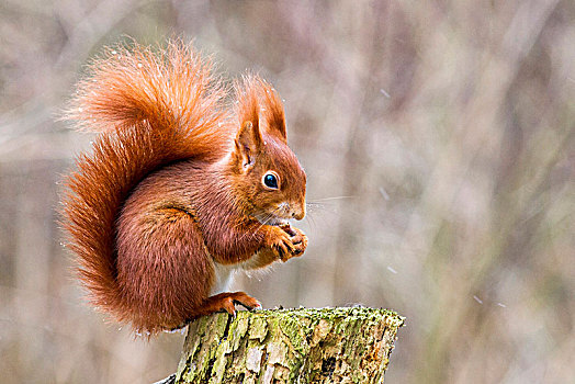 欧亚红松鼠,松鼠,榛子,坐在树上,树桩,生物保护区,巴登符腾堡,德国,欧洲
