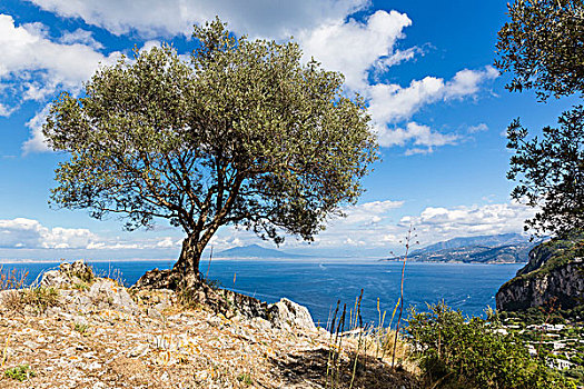 孤木,山顶,卡普里岛,俯视图,海湾地区,那不勒斯,索伦托,半岛,意大利