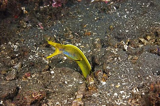 黄色,带,鳗鱼,水下,北苏拉威西省,苏拉威西岛,印度尼西亚