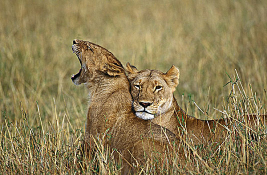 非洲,狮子,大型猫科动物,站立,长,草,肯尼亚