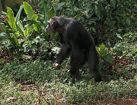 黑猩猩,丛林,植被