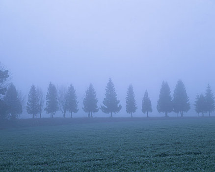小树林,薄雾