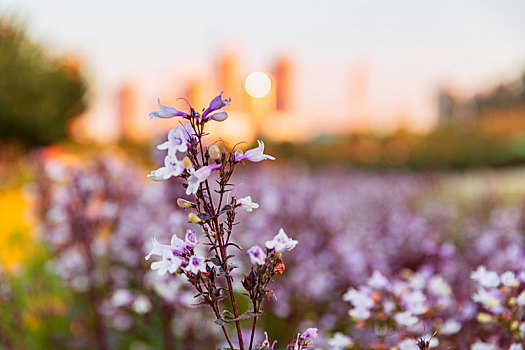 晨光花卉