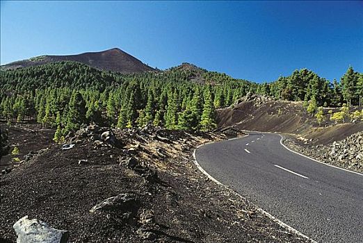 火山,道路,松树,帕尔玛,加纳利群岛,西班牙,欧洲